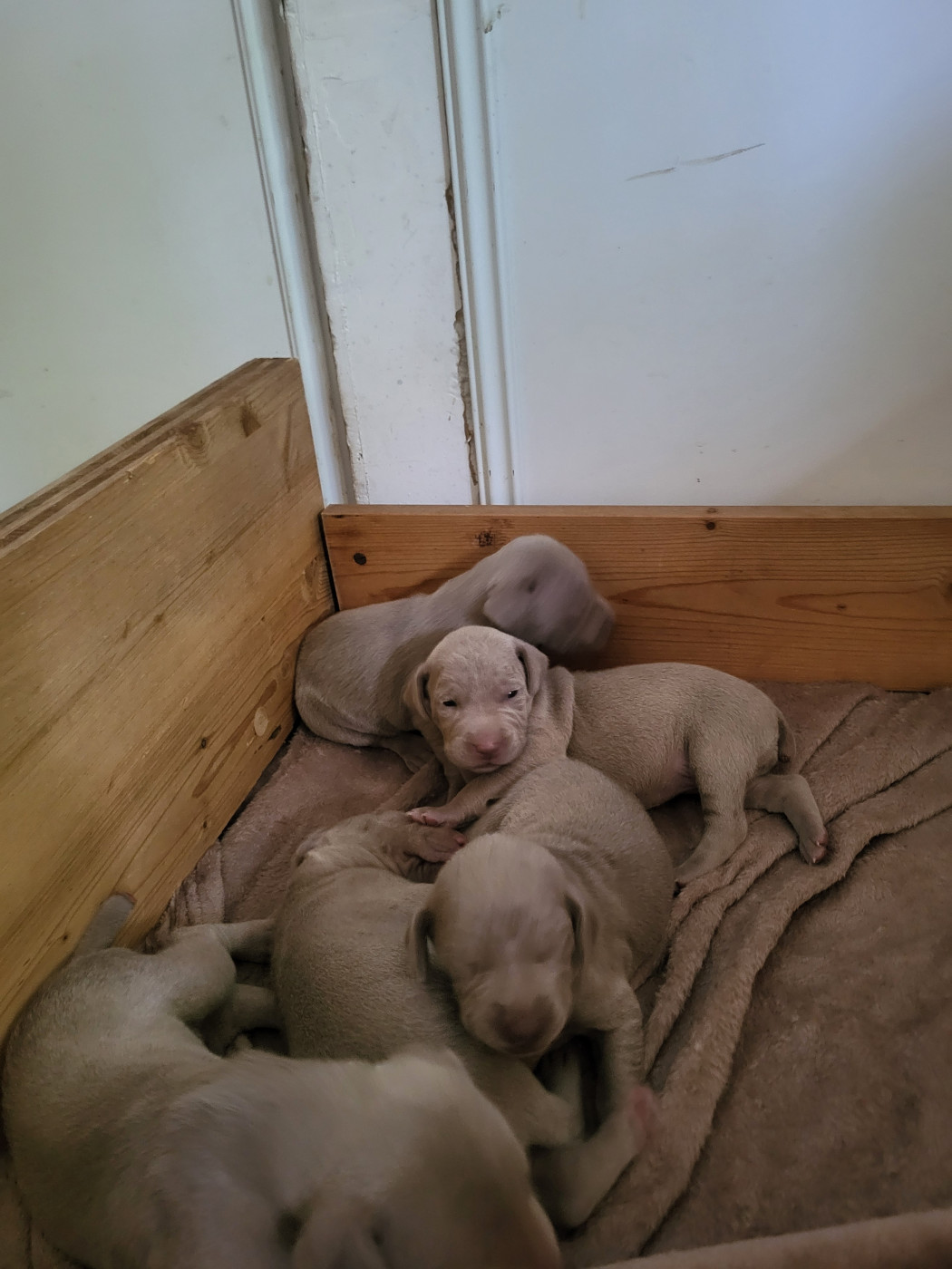 Des Landes De Gascogne - Chiots disponibles - Braque de Weimar