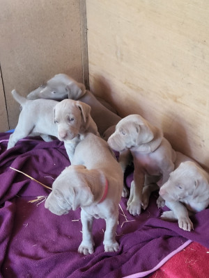 CHIOT 3