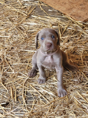 CHIOT 1